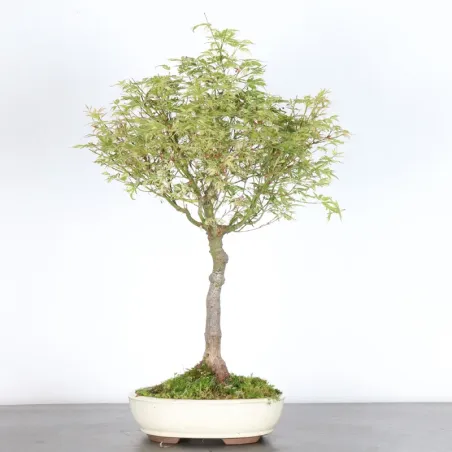 Bonsai Erable Butterfly  ABU-1-8