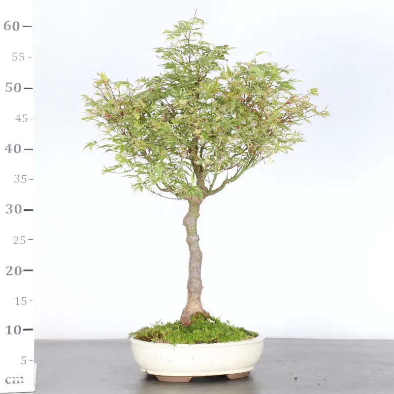 image supplémentaire - ÉRABLE DU JAPON "ACER...