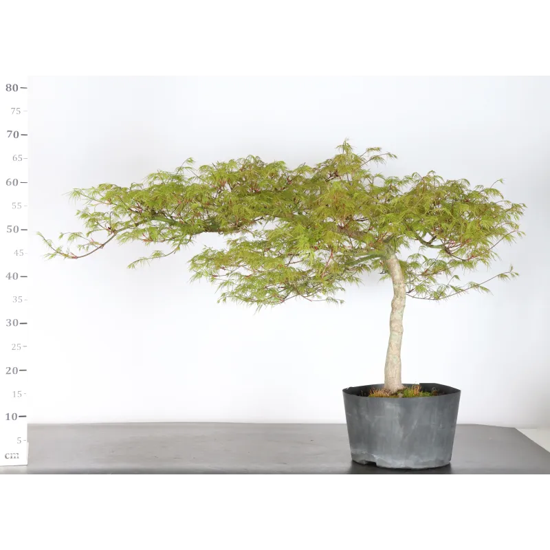 image supplémentaire - BONSAI ACER DISSECTUM...