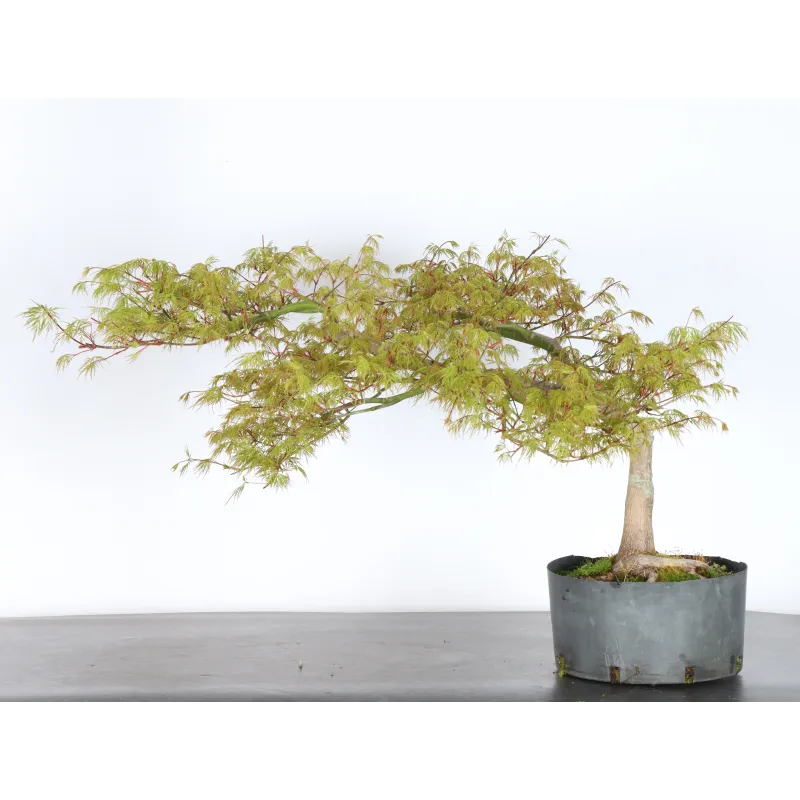 image supplémentaire - BONSAI ACER DISSECTUM...