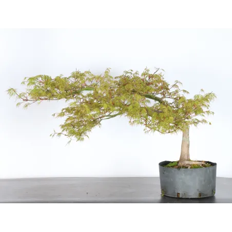 image supplémentaire - BONSAI ACER DISSECTUM...