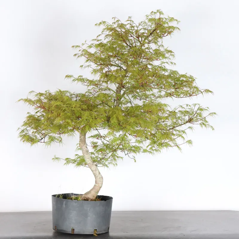 BONSAI ACER DISSECTUM ESMERALD LACE 3-3