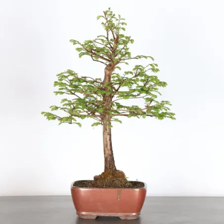 Bonsai METASEQUOIA ME-1-1