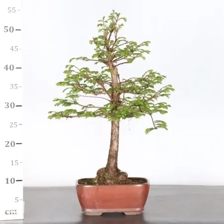 image supplémentaire - METASEQUOIA 1-1