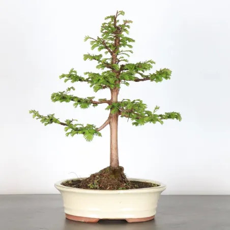 Bonsai MÉTASÉQUOIA ME-1-2