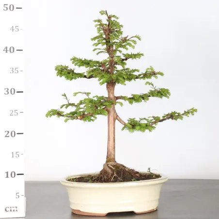 image supplémentaire - MÉTASÉQUOIA 1-2