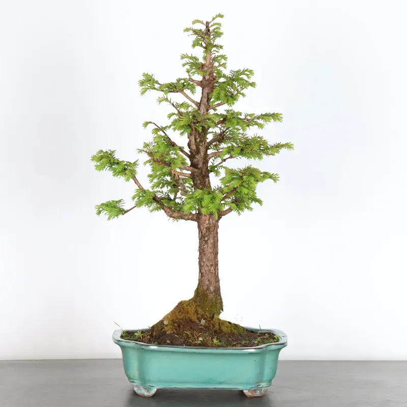 Bonsai Métaséquoia ME-2-2