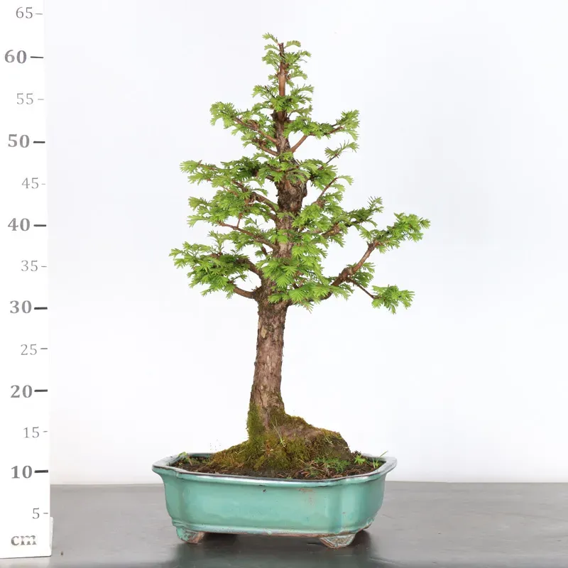 image supplémentaire - MÉTASÉQUOIA ME-2-2