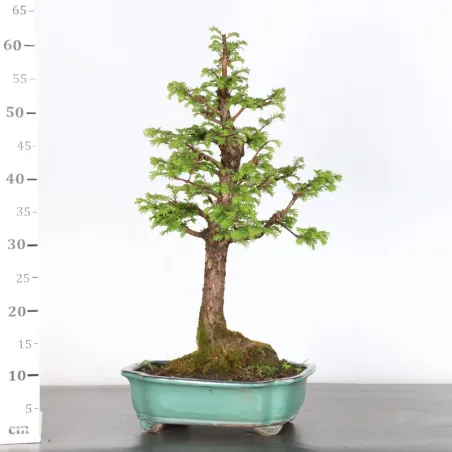 image supplémentaire - MÉTASÉQUOIA 2-2