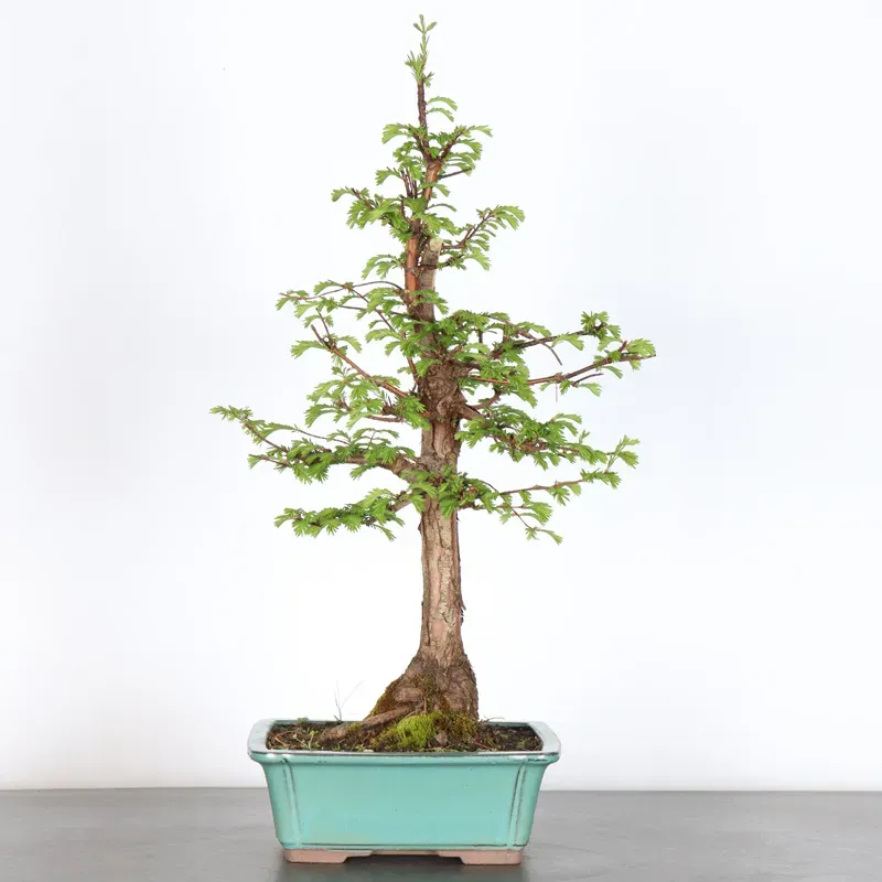 Bonsai METASEQUOIA ME-1-10