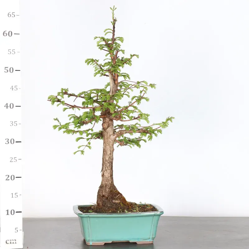 image supplémentaire - MÉTASÉQUOIA 1-10