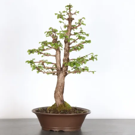 Bonsai Métaséquoia ME-2-4