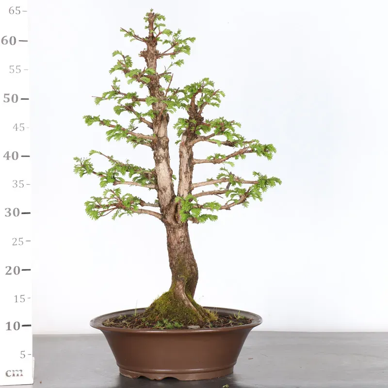 image supplémentaire - MÉTASÉQUOIA 2-4