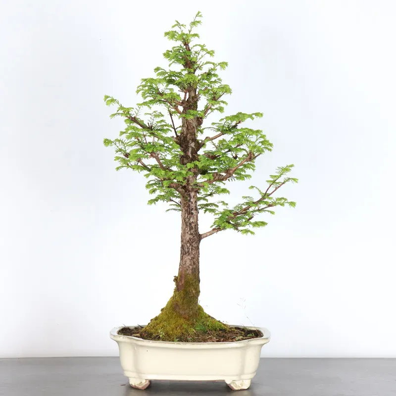 Bonsai Métaséquoia ME-2-1