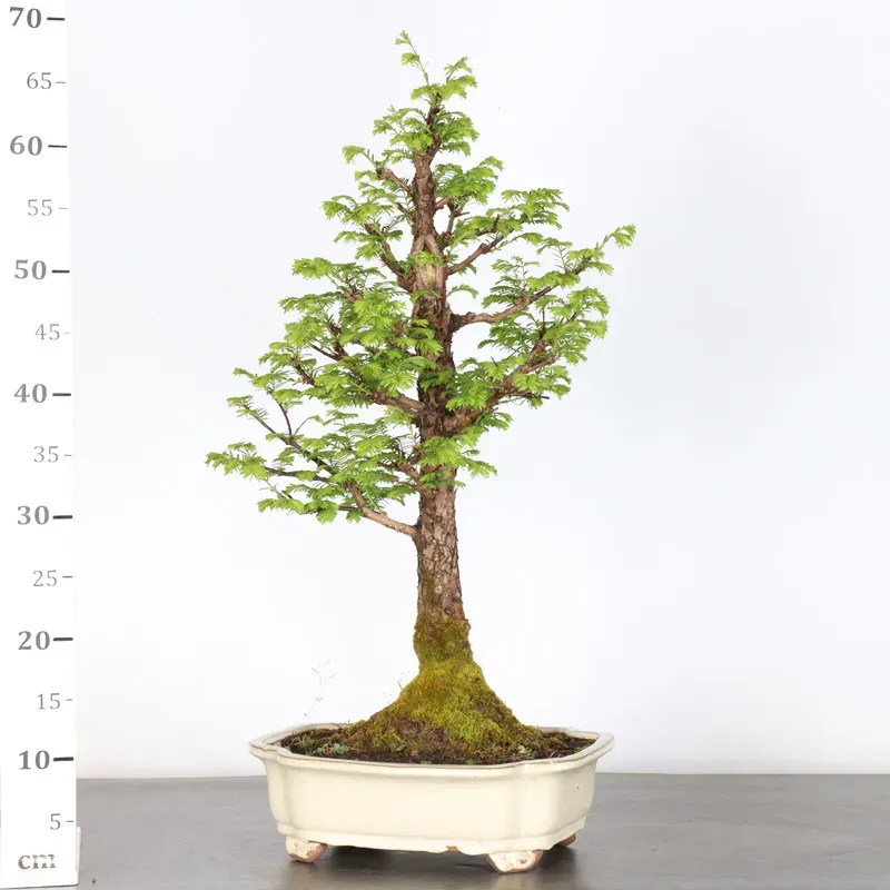 image supplémentaire - METASEQUOIA ME-2-1