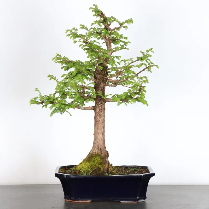 Bonsai Métaséquoia ME-2-3