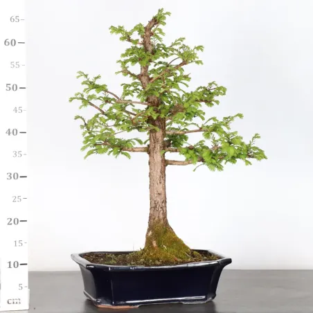 image supplémentaire - MÉTASÉQUOIA 2-3