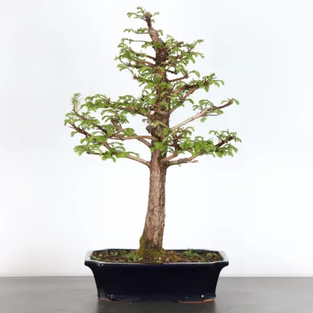 MÉTASÉQUOIA ME-3-2