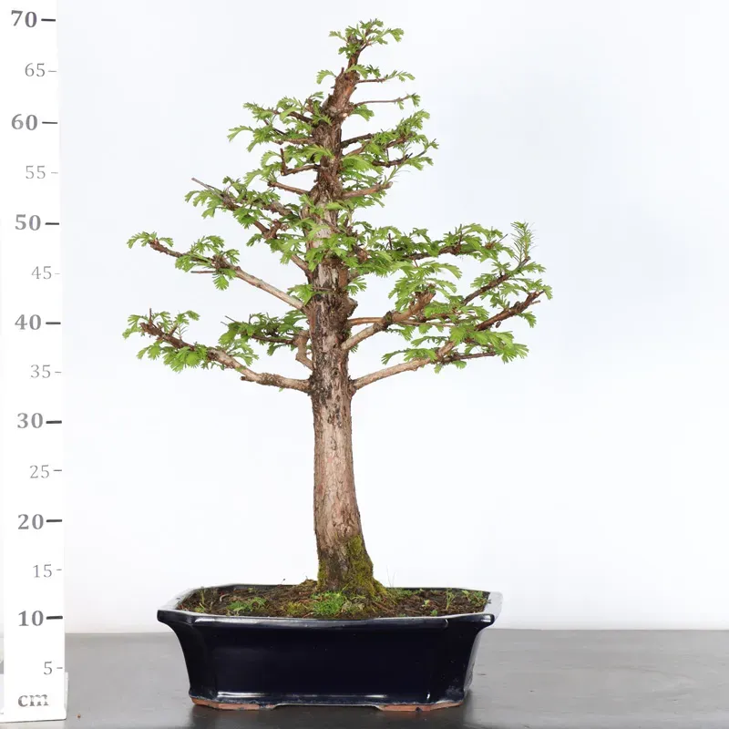 image supplémentaire - MÉTASÉQUOIA 3-2