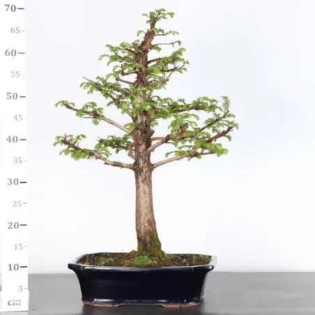 image supplémentaire - MÉTASÉQUOIA 3-2