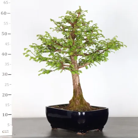 image supplémentaire - MÉTASÉQUOIA ME-2-5