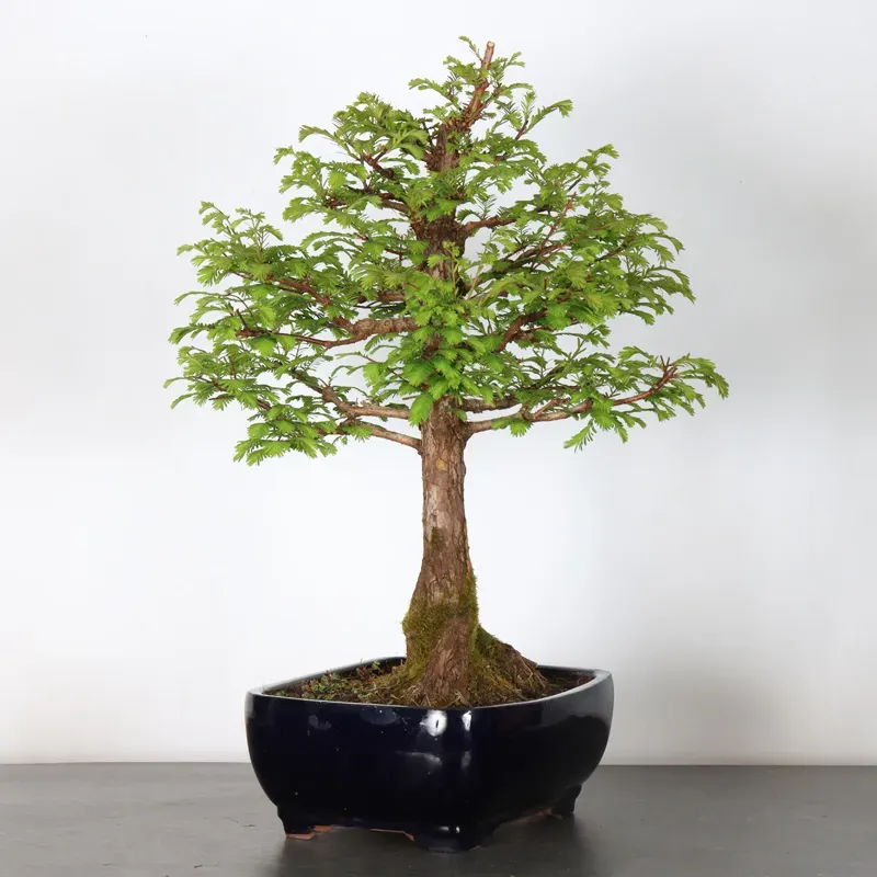 Bonsai Métaséquoia ME-2-5