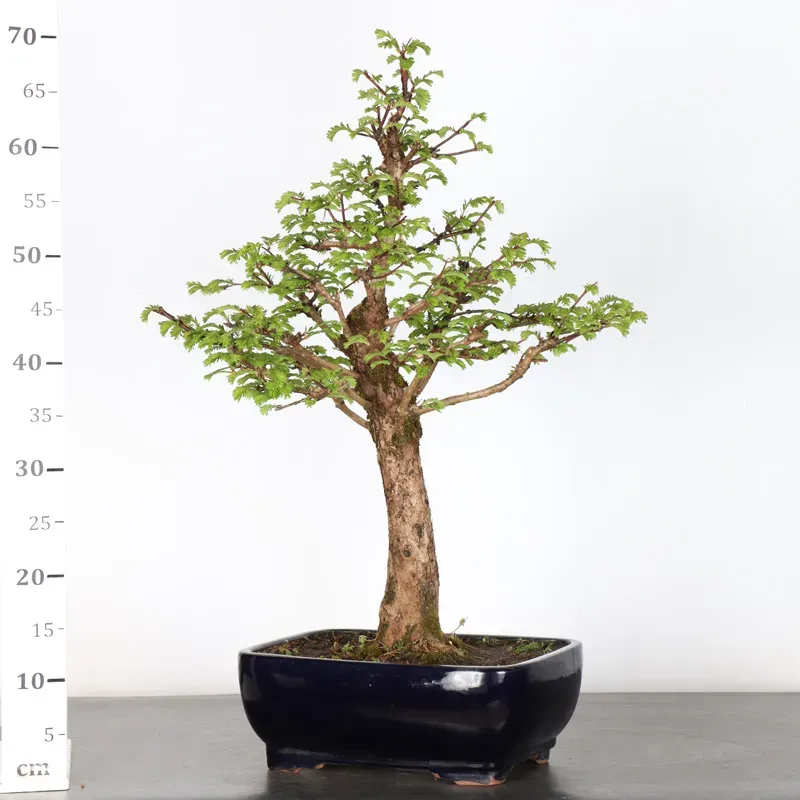 image supplémentaire - MÉTASÉQUOIA 3-1