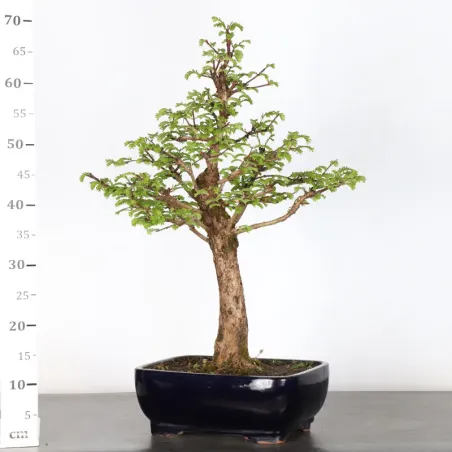 image supplémentaire - MÉTASÉQUOIA 3-1