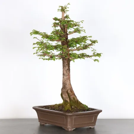 MÉTASÉQUOIA ME-3-7