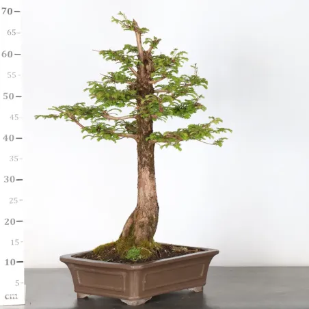 image supplémentaire - MÉTASÉQUOIA ME-3-7