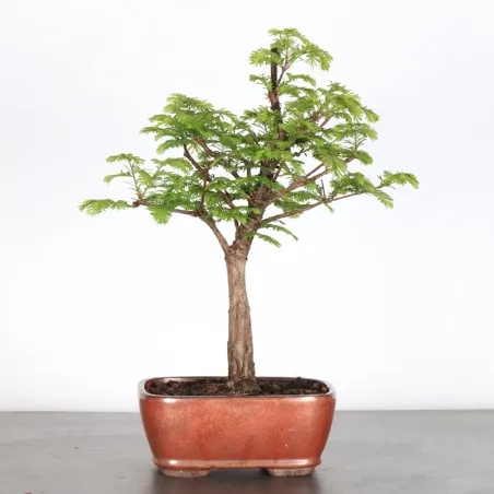 Bonsai MÉTASÉQUOIA ME-1-3
