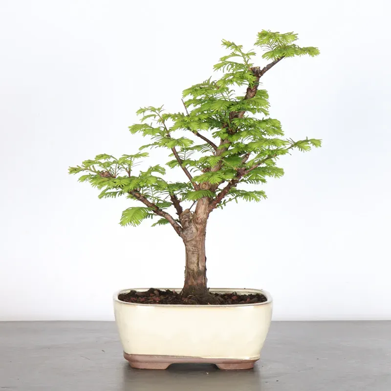 Bonsai MÉTASÉQUOIA ME-1-4