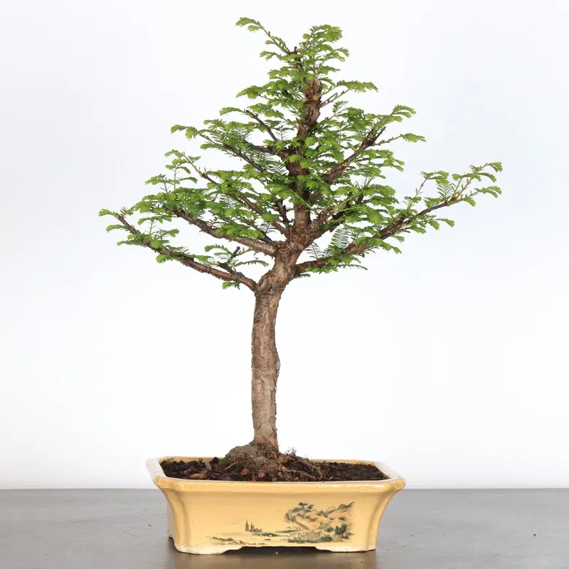 Bonsai METASEQUAOI ME-1-7