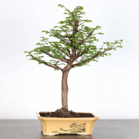 Bonsai METASEQUAOI ME-1-7