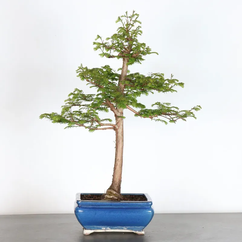 Bonsai METASEQUOIA ME-1-8