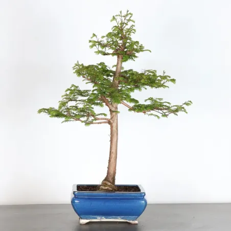Bonsai METASEQUOIA ME-1-8