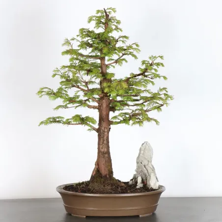 METASEQUOIA 3-8 (pot chipped)