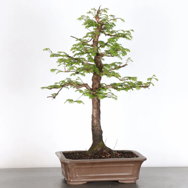 Bonsai METASEQUOIA ME-1-9
