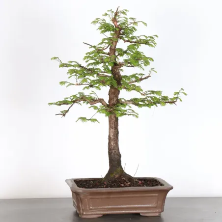 Bonsai METASEQUOIA ME-1-9