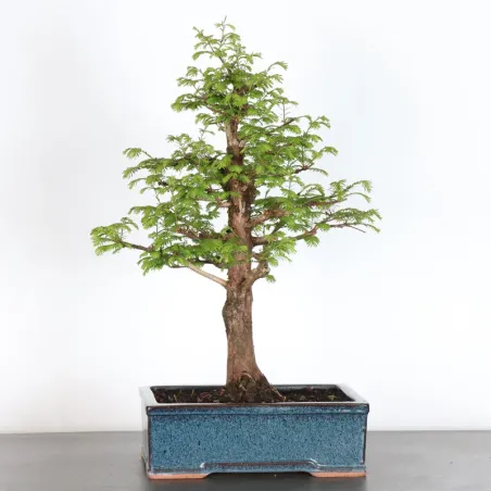 Bonsai Métaséquoia ME-2-6
