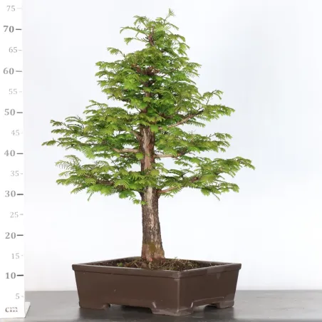 image supplémentaire - MÉTASÉQUOIA 1-14