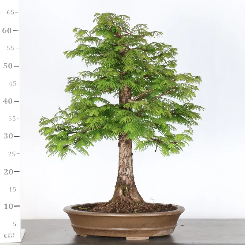 image supplémentaire - MÉTASÉQUOIA 1-13