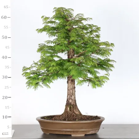 image supplémentaire - MÉTASÉQUOIA 1-13