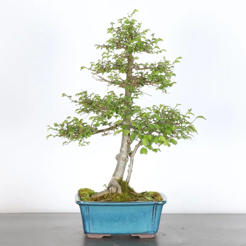 Orme de Sibérie "Ulmus pumila" 1-18