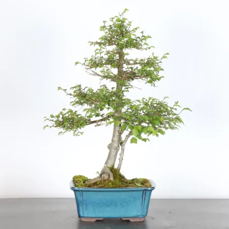 Orme de Sibérie "Ulmus pumila" 1-18