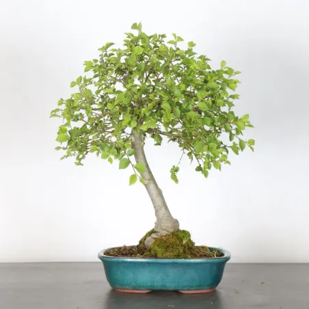 image supplémentaire - Orme de Sibérie "Ulmus...