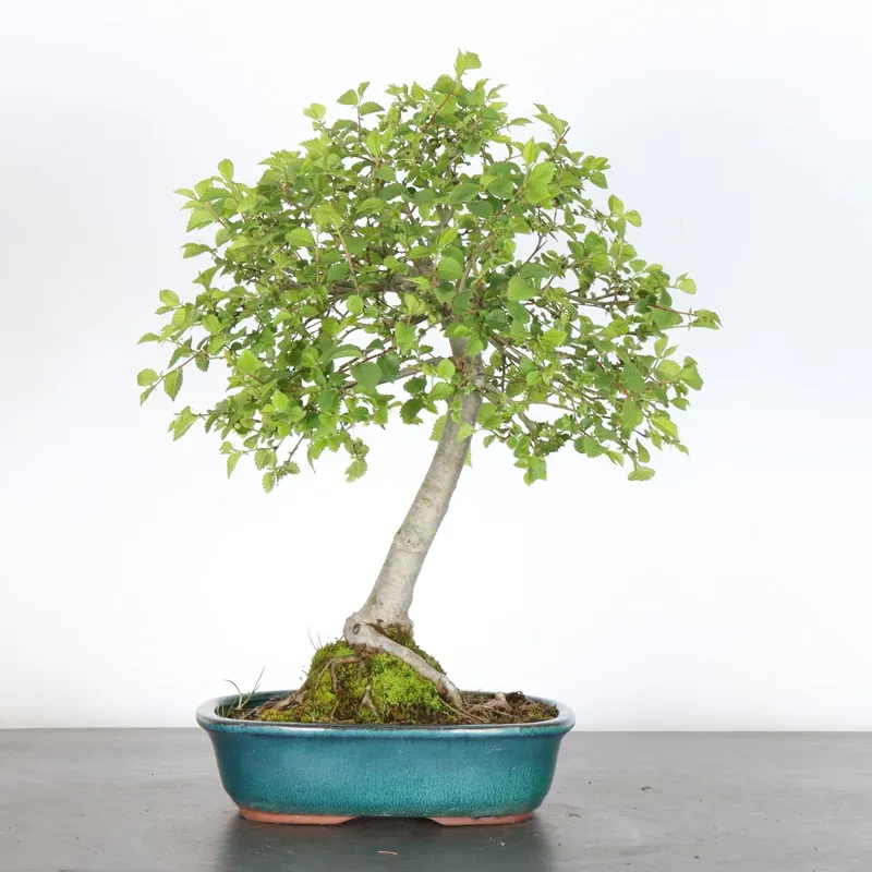 Bonsai Orme de Sibérie OR-1-9