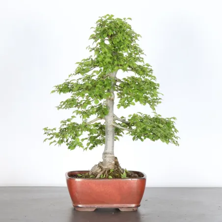 image supplémentaire - Orme de Sibérie "Ulmus...