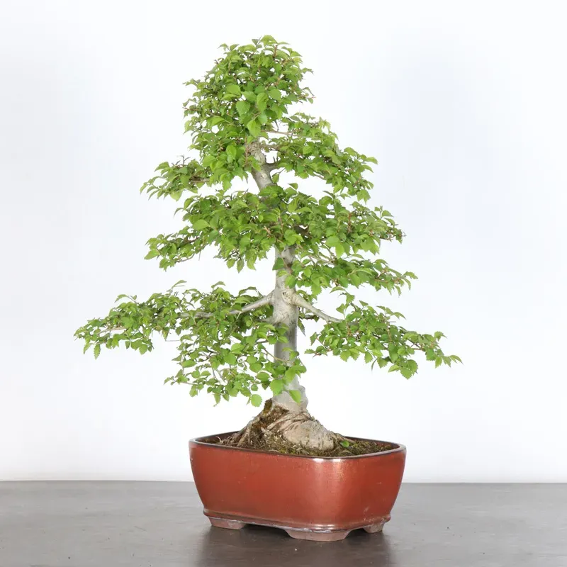 Bonsai Orme de Sibérie OR-1-12