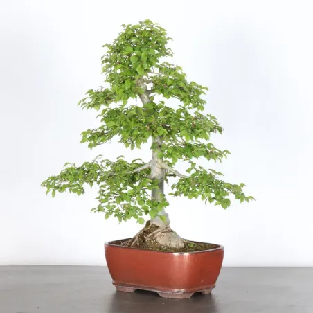 Bonsai Siberian Elm OR-1-12